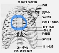 この前左胸と右胸の間くらいを強打しました そこから咳 笑う くしゃ Yahoo 知恵袋