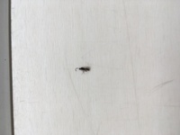 羽アリと小さい蟻が車に大量発生していて困っています 自分でもどう質問して Yahoo 知恵袋