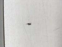 これは何という種類の羽アリですか？
白蟻の羽アリでは無いですよね？
ベランダにここ1週間前から3〜4匹飛んでいるのですが、うざったいです。 