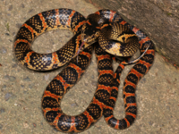 アカマタの飼育は難しいですか アオダイショウやシマヘビやコーンスネーク Yahoo 知恵袋