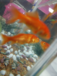 金魚にイボができて だんだん大きくなっています 家で飼っている金魚 Yahoo 知恵袋