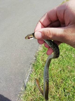 道端で小さい蛇を見つけましたこの蛇の名前を教えてください友達が飼おうと考えて Yahoo 知恵袋