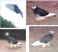 2回ほど羽の先半分が白いハトを見ました ﾈｯﾄを検索してもこのよう Yahoo 知恵袋