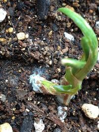 あさつきを球根から育てていたのですが １つだけこのように根元にカビが生えてき Yahoo 知恵袋