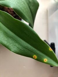 万年青を部屋で育てています 先月植え替えをしました 葉にこのような点々 Yahoo 知恵袋