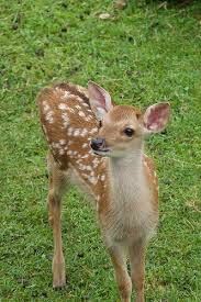 鹿って可愛いですよね ツノが生えてたりデカくなると怖いですが W奈良公園行 Yahoo 知恵袋