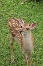 鹿って可愛いですよね ツノが生えてたりデカくなると怖いですが W奈良公園行 Yahoo 知恵袋