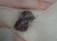 犬の睾丸の腫れについて 黒柴です 先日から犬の睾丸が腫れていま Yahoo 知恵袋