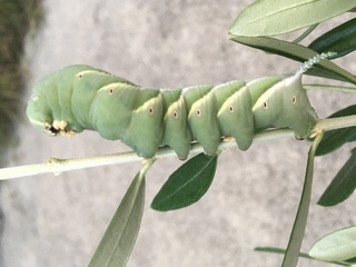 うちのオリーブの木に10cmくらいの大きな幼虫がいました ツノがあ Yahoo 知恵袋