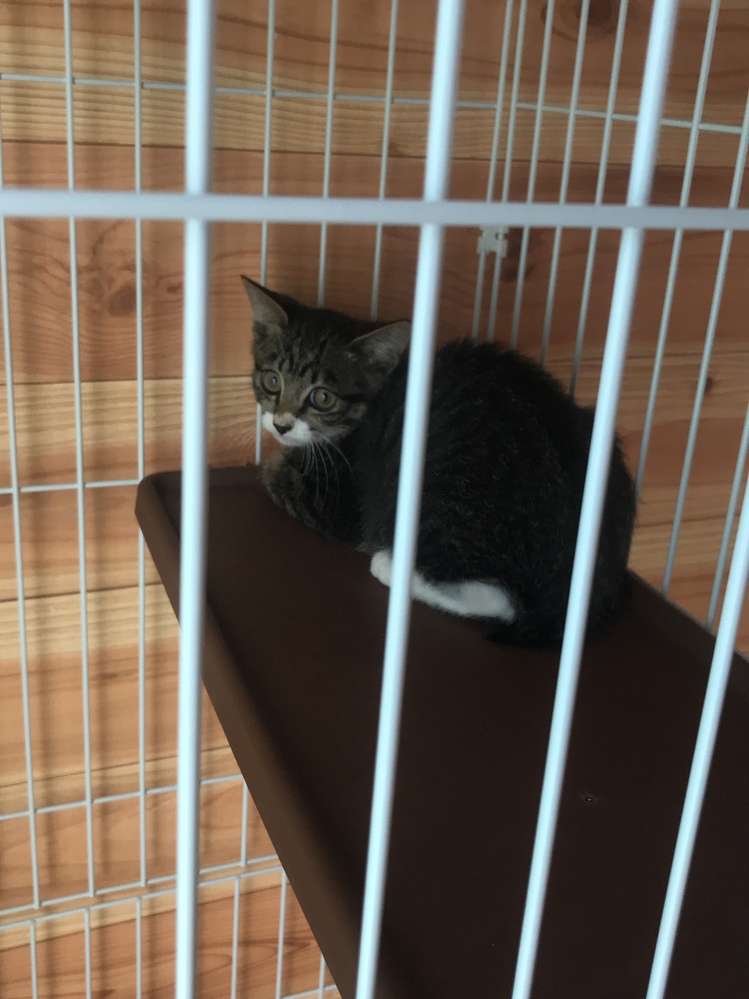 家のねこちゃんは遊びながら「プルル～」とか「プルプル～」とか人 