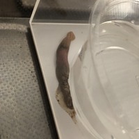 コーンスネークを飼っています サイズはまだ40センチほどの小さいベ Yahoo 知恵袋