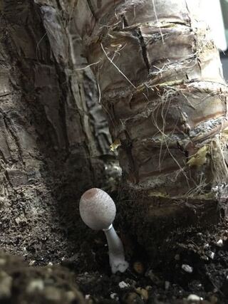 このキノコは何という種類か分かりますか 観葉植物のユッカの根元に生えて Yahoo 知恵袋