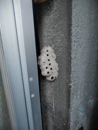 これは何の虫の卵 巣 でしょうか 家の外壁に付いていました ご存じの方 教えてく 教えて 住まいの先生 Yahoo 不動産