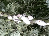 ミモザアカシアの枝に写真の様な虫 奇妙な形で枝に沢山へばり付いてます 触ると Yahoo 知恵袋