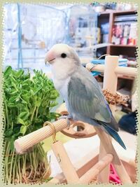 昨年の12月に1ヶ月ぐらいのコザクラインコを飼いました 店員さ Yahoo 知恵袋