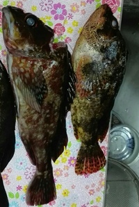 写真の右側の魚は鎧メバルですか ｶｻｺﾞの右側の魚は鎧メバルでしょうか 釣っ Yahoo 知恵袋