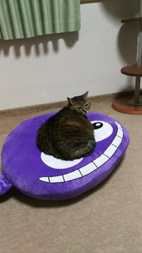 鬱病でペットを飼っている人はいますか 鬱の苦しさと離婚後の孤独を癒し Yahoo 知恵袋