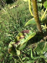 梨の幸水を庭に植えています 苗を購入してから １年たちました 良く Yahoo 知恵袋