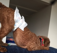 犬のこのポーズは何を意味していますか ワンちゃん下痢とかお腹がグルグル Yahoo 知恵袋