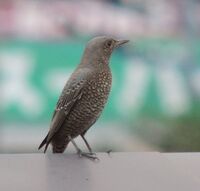 この鳥の名前を教えてください 最近 家の近くに毎日来て綺麗な声で鳴きます 場 Yahoo 知恵袋