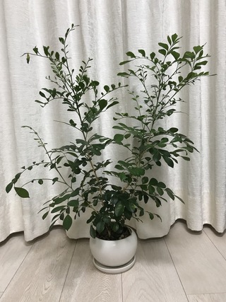 人気ダウンロード ジャスミン 育て方 鉢植え オリーブ 剪定