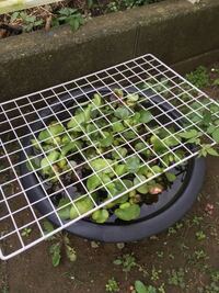 質問お願いします 睡蓮鉢でメダカを飼育したいのですが砂で迷っ Yahoo 知恵袋