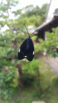 タバコの吸い殻を貯めた水瓶のなかに 一センチほどの尻尾の生え Yahoo 知恵袋