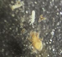 至急 画像添付 しているこの黄色っぽいダニみたいなものとエビみたいな白い Yahoo 知恵袋