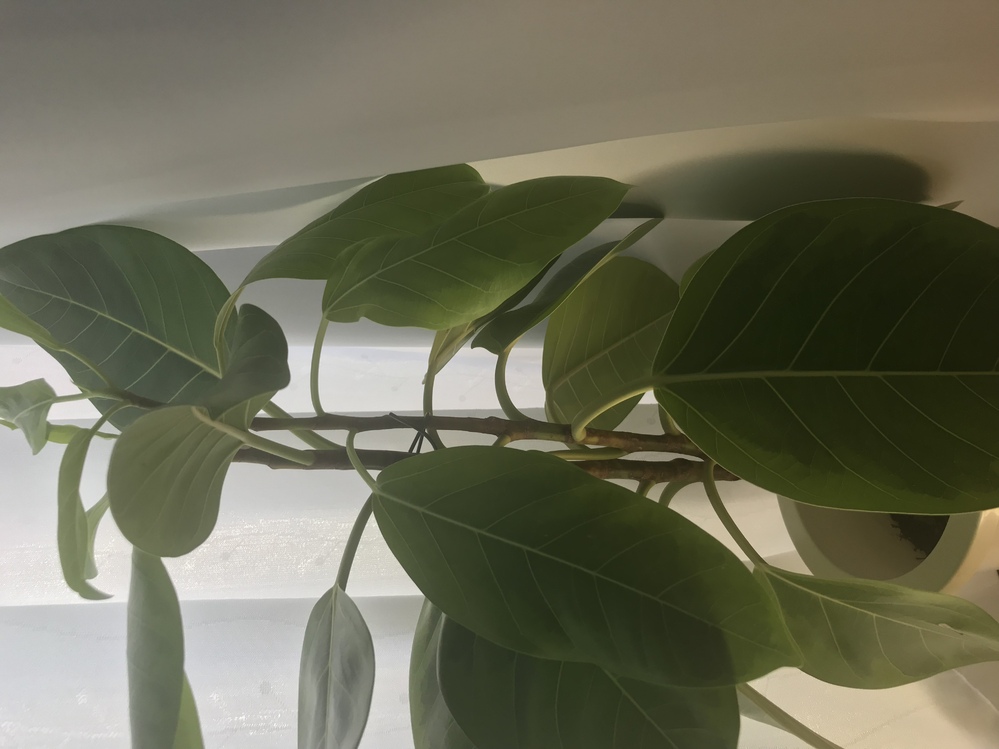 観葉植物のファカス アルテシーマを育てています 購入して2年以上 Yahoo 知恵袋