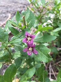 今の時期にグミの木に似た樹木に花が咲いてましたが この花は何と Yahoo 知恵袋