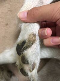 今 犬が蜂に刺されたかもしれません 大至急お願いします 散歩中 いき Yahoo 知恵袋