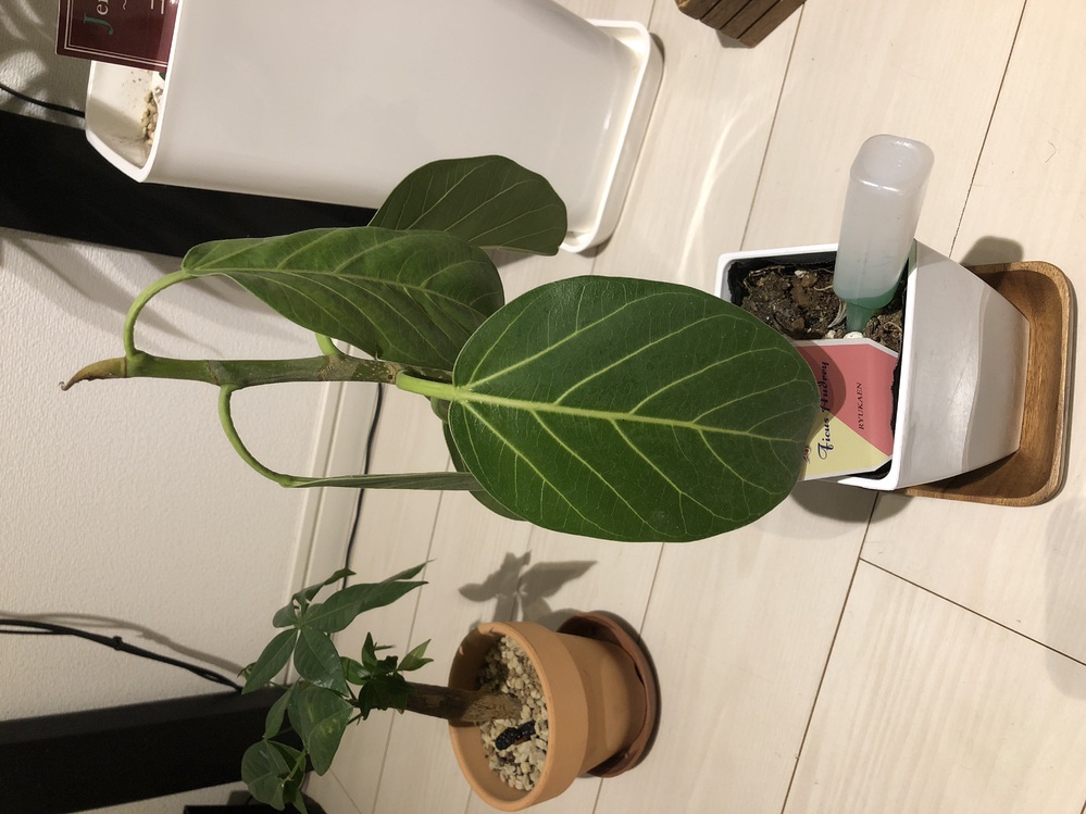 観葉植物のフィカスベンガレンシスがしなってしまいました。室内で育て 