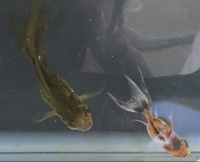 金魚って英語でなんて言うの 金魚はgoldfishです 流金の短尾はf Yahoo 知恵袋