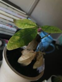 観葉植物のパキラについて 枯れかけてます 復活しますか とりあえず植え Yahoo 知恵袋