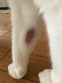 飼い猫の前足の写真なのですが これは皮膚病でしょうか 昨日は舐め Yahoo 知恵袋