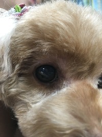 プードル２歳です 先日 トリミングから帰ってきたところ 写真のようになっ Yahoo 知恵袋