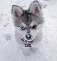 この犬の犬種ってなにかわかりますか 顔のバランスがハスキーとは少々異 Yahoo 知恵袋