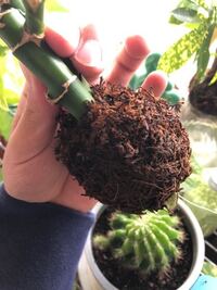 苔玉が枯れたら水をあげても生き返りませんか コケの種類に Yahoo 知恵袋