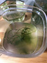 エビがずっと泳いでるんですが こんなもんですか 水が濁って見えます Yahoo 知恵袋