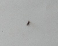 コメの中から出てきました Gt Lt お米は鷹の爪入れて木箱で保管してい 教えて 住まいの先生 Yahoo 不動産