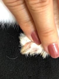 飼っているうさぎが鼻で足とか手をツンツンしてくるのですが うさぎはど Yahoo 知恵袋