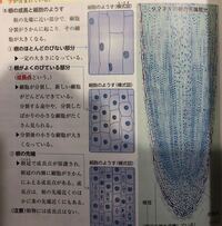 タマネギの成長点 下記の画像はある参考書の記載です 模式図が縦に３つ並ん Yahoo 知恵袋