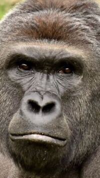 目の前にゴリラが居たらどうしますか ｳﾎﾎ W Yahoo 知恵袋