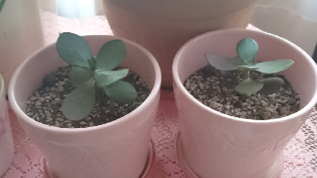 金のなる木(花月)を挿し木にしてから - 1週間になるんですが、ど
