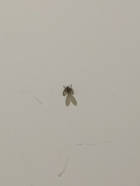 これは何という虫ですか コバエくらいかコバエより一回り大きい Yahoo 知恵袋