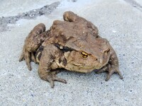 がまの油 は結局のところ 成分は何だったのでしょうか 子供の頃お祭 Yahoo 知恵袋