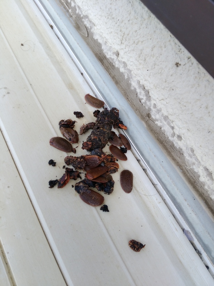 二階のベランダに動物の糞がありました。3週間前にも全く同じような糞 