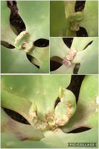 子宝弁慶草について 肉厚のある結構しっかりした葉ですが この時期 寒さでフ Yahoo 知恵袋