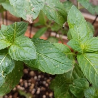 よくデザートで使われているミントの葉はみなさんどうやって調達してい Yahoo 知恵袋