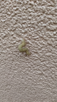 なんの幼虫ですか 毒はありますか ｼﾝｼﾞｭｻﾝで間違いないで Yahoo 知恵袋